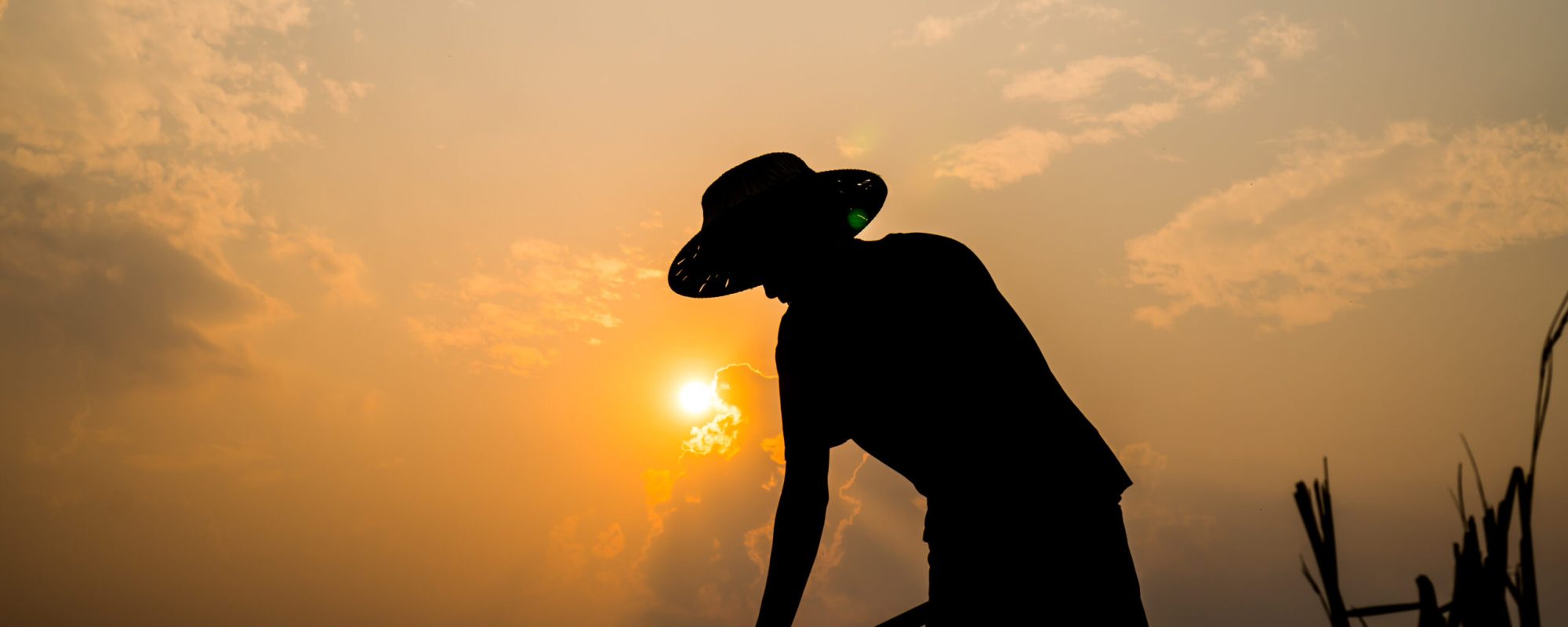 Agriculture farmer life Concept : Black silhouette of a worker or gardener holding spade is digging soil at sunset light