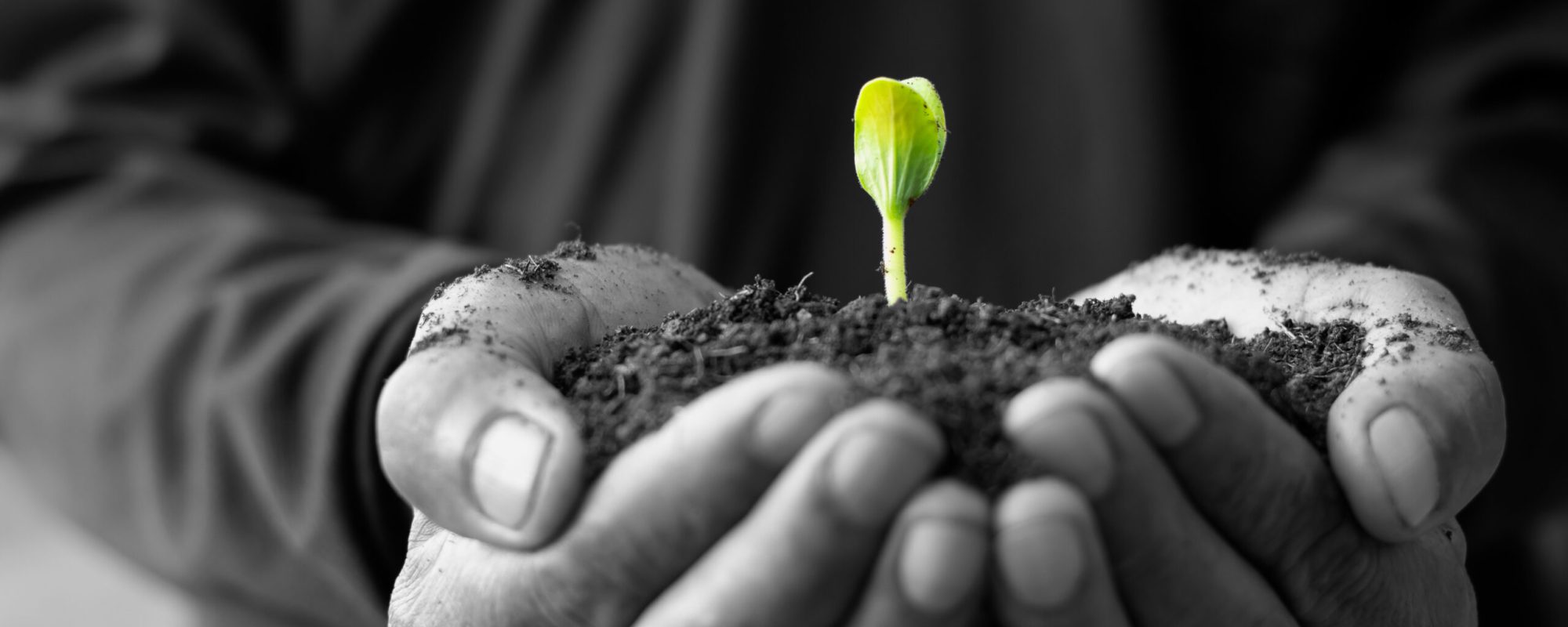 Pumpkin seedlings are growing in fertile soil.